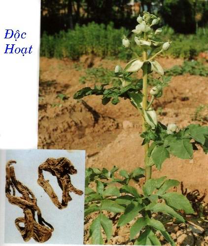 Cây và vị thuốc độc hoạt (rễ khô của cây độc hoạt).