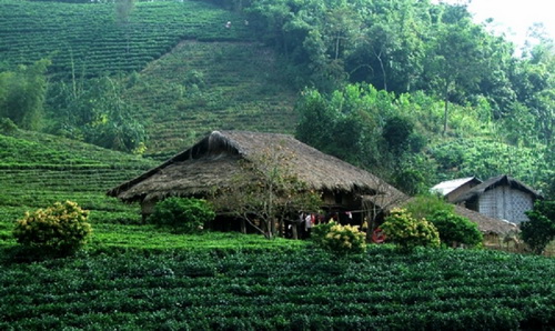 Đồi trà Tân Cương.