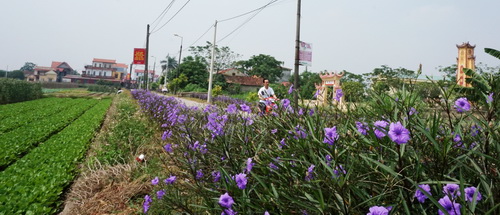 Trồng hoa lấn cỏ dại ở xã Minh Tân, huyện Phú Xuyên.
