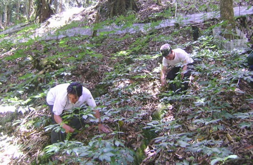 Nuôi trồng sâm Ngọc linh.