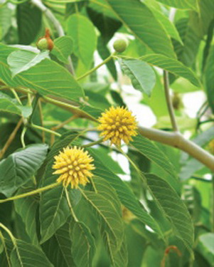 Thảo dược kratom.