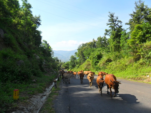 Cuộc “cách mạng” nuôi bò theo kỹ thuật mới mang lại hiệu quả.
