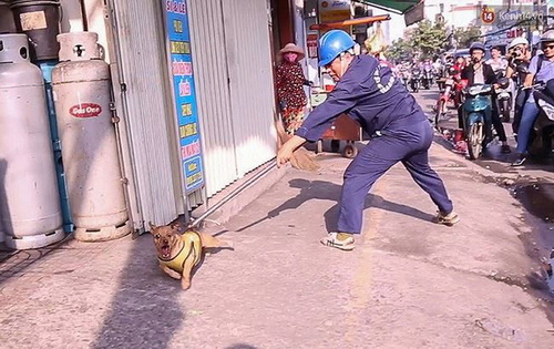 Những con chó thả rông, không rọ mõm sẽ hết thời lộng hành ở Thủ đô.