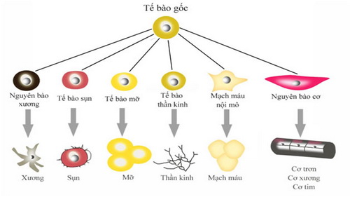 Tế bào gốc có thể hỗ trợ điều trị nhiều bệnh. Tế bào gốc có thể hỗ trợ điều trị nhiều bệnh.