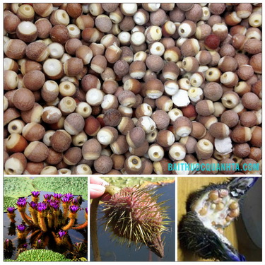 Vị thuốc khiếm thực làm thuốc bổ cho người cao tuổi, thân yếu, lưng đau, mắc chứng tiểu đêm, mất ngủ.