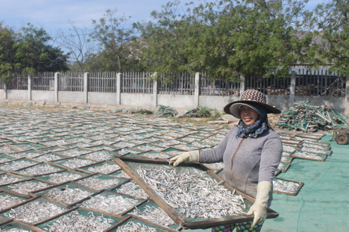 Những phụ nữ Cà Ná khéo léo phơi cá sau khi hấp Những phụ nữ Cà Ná khéo léo phơi cá sau khi hấp