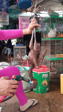 Dùng khò thui lông chim ở chợ Thạnh Hóa, tỉnh Long An.