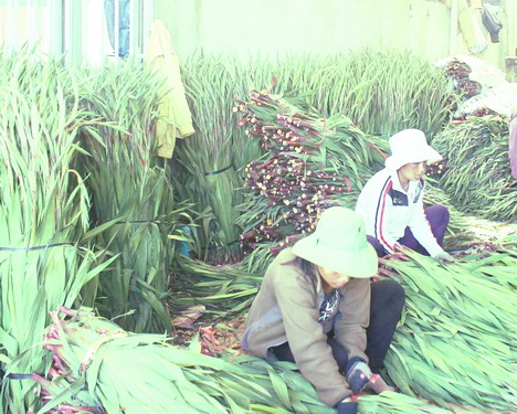 Hoa lay ơn ở Hiệp An được cả nước ưa chuộng. Hoa lay ơn ở Hiệp An được cả nước ưa chuộng.