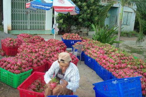 Vị ngọt riêng đã giúp thanh long Bình Thuận xuất đi trong nước và quốc tế.