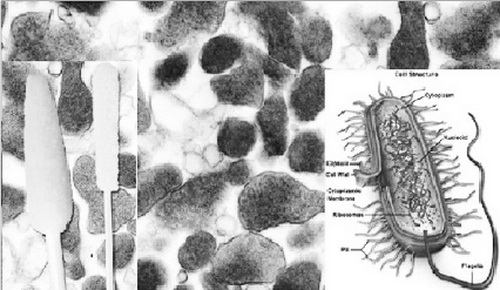 Hình ảnh vi khuẩn Mycoplasma genitalium (M.gen). Hình ảnh vi khuẩn Mycoplasma genitalium (M.gen).