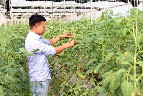 Mô hình trồng rau 5 không của Trương Thanh Liêm. Mô hình trồng rau 5 không của Trương Thanh Liêm.