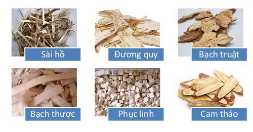 Các vị thuốc trong bài thuốc Tiêu giao tán kiện tỳ, thanh nhiệt.