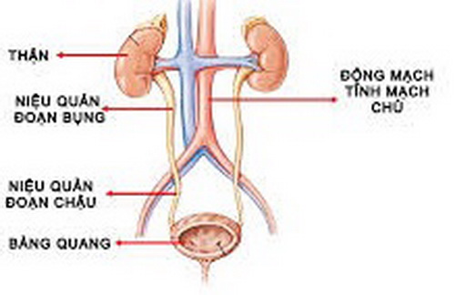 Sơ đồ cấu tạo hệ tiết niệu.