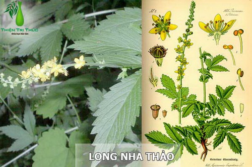 Vị thuốc long nha thảo cầm máu, chữa ho ra máu, nôn ra máu, đổ máu cam, đại, tiểu tiện ra máu, lỵ tật, băng huyết.