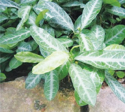 Cây đơn lưỡi hổ.