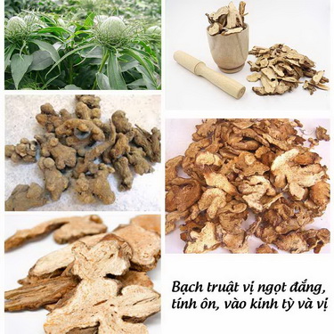 Vị thuốc bạch truật bổ khí kiện tỳ, an thai.