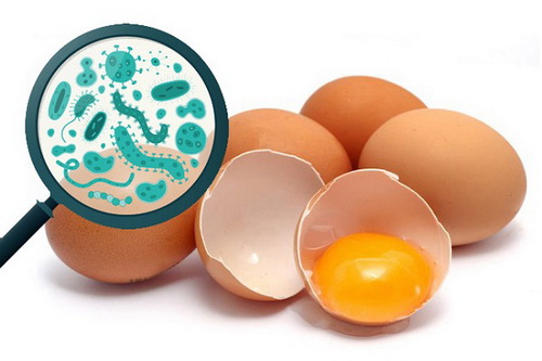 Salmonella có thể lây nhiễm qua thực phẩm, đặc biệt là qua trứng và thịt.