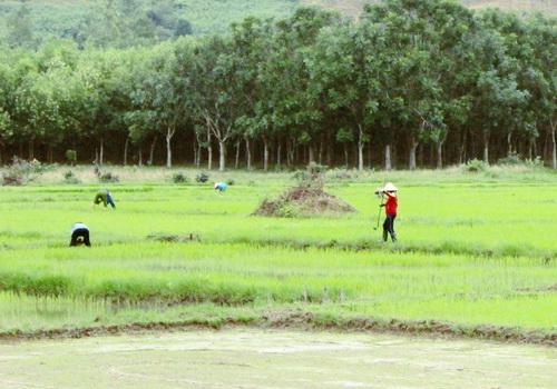Người dân đã biết áp dụng khoa học vào trồng lúa nước để nâng cao đời sống.
