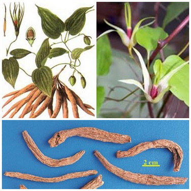 Bách bộ (rễ khô của cây bách bộ) vị thuốc trong bài Nguyệt hoa thang gia giảm trị phế âm hư, lao phổi.