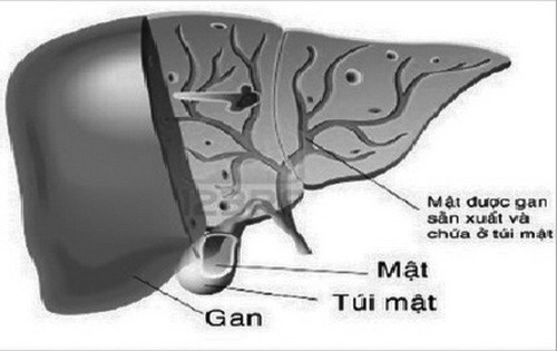 Gan tạo ra mật để giúp tăng cường hấp thụ và tiêu hóa.