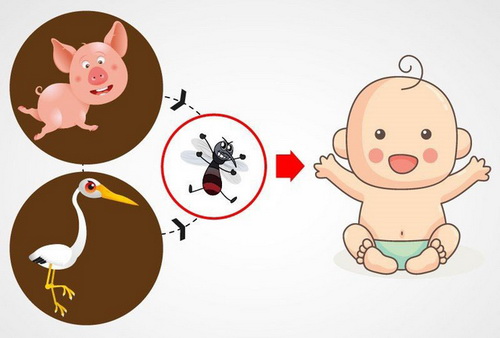 Đường lây truyền bệnh viêm não Nhật Bản. (Nguồn moki.vn)
