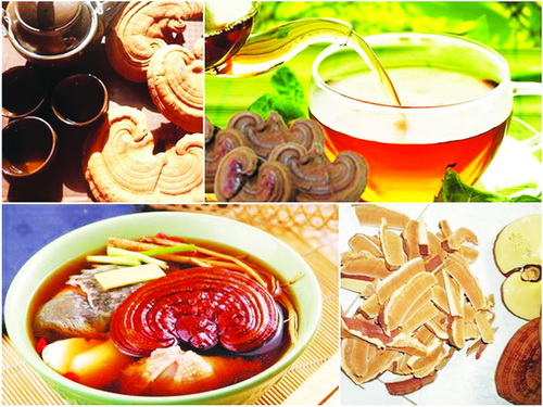 Linh chi có tác dụng giải độc gan và thận, người cao tuổi có thể pha trà uống hằng ngày.