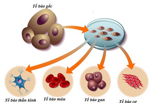 Hình ảnh một số tế bào gốc.