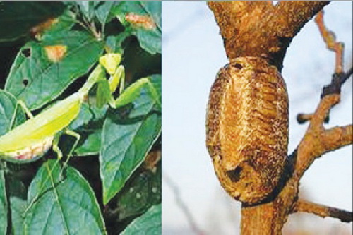 Tang phiêu tiêu tác dụng ích thận cố tinh, bổ hư, súc niệu. Chữa di tinh, mộng tinh, liệt dương, tiểu rắt, bế kinh,...