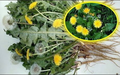 Bài thuốc chữa eczema