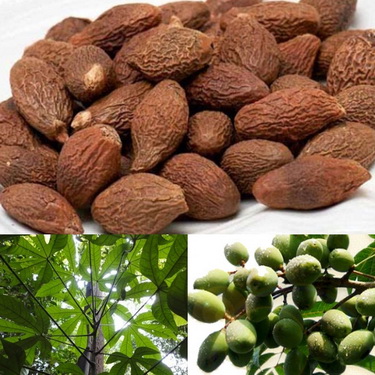 Cây và vị thuốc an nam tử.