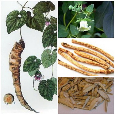 Đảng sâm bồi bổ cơ thể, ích khí, sinh tân.