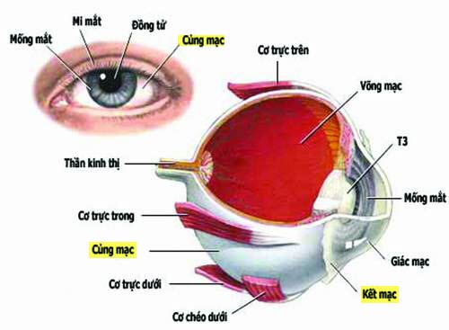 Vị trí củng mạc.