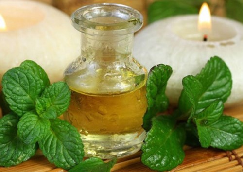 Tinh dầu bạc hà có tác dụng đuổi muỗi rất tốt.