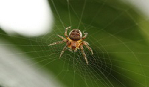 Nọc độc của nhện có thể khởi động các liệu pháp mới, trong khi tơ nhện có thể giúp các nhà nghiên cứu thiết kế các vật liệu sinh học tốt hơn.