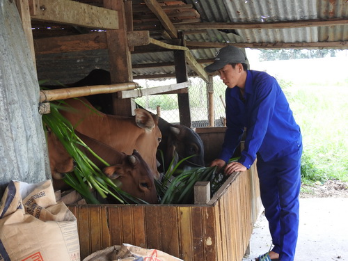 Nhiều học viên vừa cai nghiện vừa thuần thục nghề chăn nuôi.