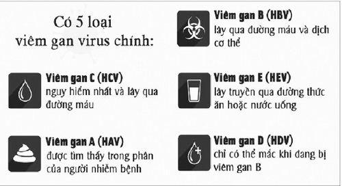 Hình minh họa, phân biệt các loại virut viêm gan.