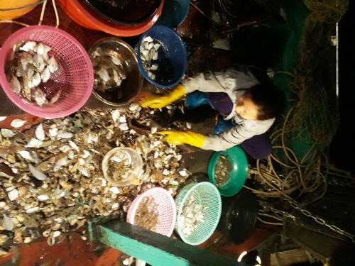 Giờ giã cào vét dưới đáy biển ven bờ huyện Vân Đồn (Quảng Ninh), đa số thu được cá tạp nhỏ xíu.