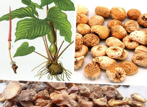 Bán hạ chế - một vị thuốc trị chứng thấp trệ trong Đông y.