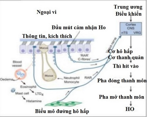 Cung phản xạ ho.