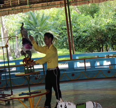 Huấn luyện viên biểu diễn cùng các chú khỉ tinh khôn trên đảo Tôn Ngộ Không.