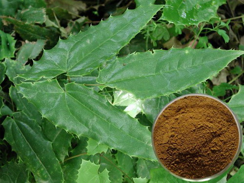 Vị thuốc dâm dương hoắc có tác dụng chống viêm, khứ phong, trừ thấp.