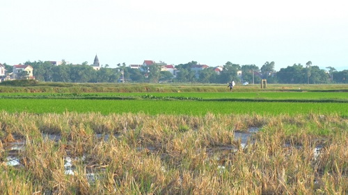 Những thửa ruộng hai lúa ở xã Tiên Tân, TP. Phủ Lý, Hà Nam đang bị bỏ hoang.