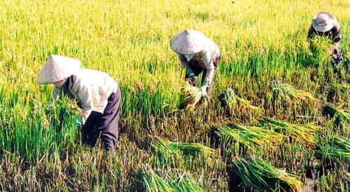 Người nông dân một nắng hai sương bám ruộng đồng.