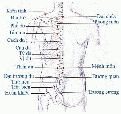 Huyệt đạo ở lưng trị sỏi tiết niệu.