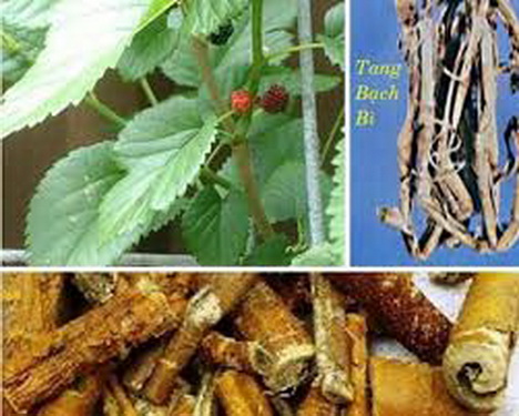 Tang bạch bì - một vị thuốc hay chữa viêm phế quản. Tang bạch bì - một vị thuốc hay chữa viêm phế quản.