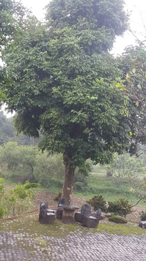 Vườn cây tại nhà ông Quang tại Lương Sơn, Hòa Bình.