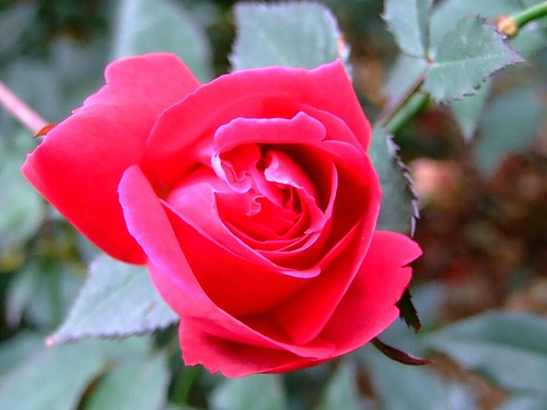 Nguyệt quý hoa (hoa hồng đỏ) tác dụng hoạt huyết điều kinh giải độc, trị kinh nguyệt không đều, đau bụng kinh, mụn nhọt.