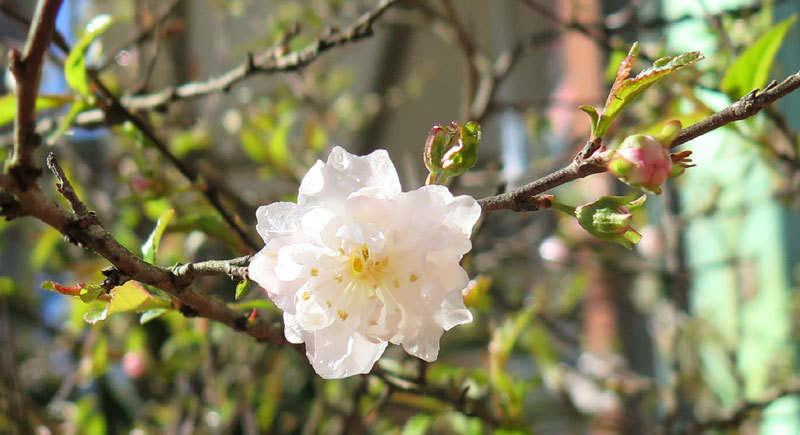 Nhất chi mai (cây mai trắng) không chỉ là cây cảnh đẹp vào mùa xuân mà còn có nhiều tác dụng quý trong phòng trị bệnh.