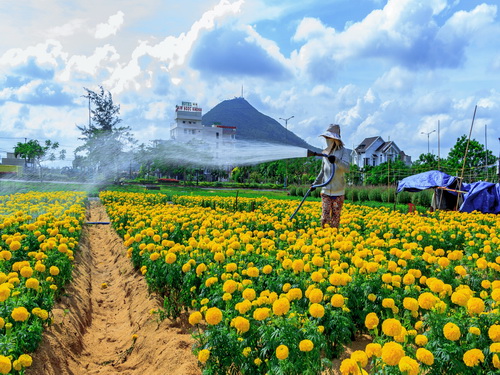 Từ vùng đất bị giặc càn, quanh chân Chóp Chài ngày nay các làng hoa đã phát triển rực rỡ.