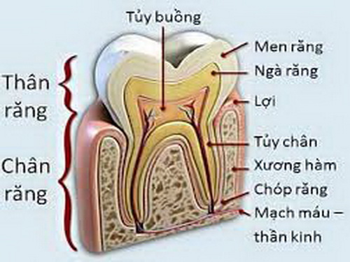 Cấu tạo tủy răng.